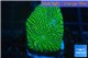 Echinophyllia green maze 2-4 cm WYSIWYG acclimaté