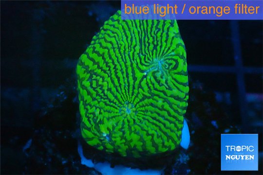 Echinophyllia green maze 2-4 cm WYSIWYG acclimaté