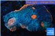 Acanthastrea echinata red eye 3-4 cm WYSIWYG acclimaté