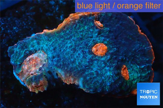 Acanthastrea echinata red eye 3-4 cm WYSIWYG acclimaté