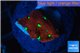 Favia red green spot 1-2 cm WYSIWYG acclimaté