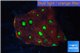 Favia red green spot 2-3 cm WYSIWYG acclimaté