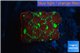 Favia nuclear red green 2-3 cm WYSIWYG acclimaté