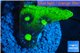 Echinophyllia ufo 2-3 cm WYSIWYG acclimaté