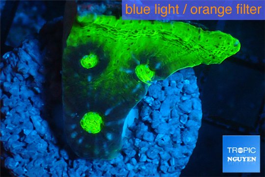Echinophyllia ufo 2-3 cm WYSIWYG acclimaté