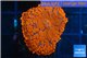 Rhodactis red blue superman 1 polyp WYSIWYG acclimaté