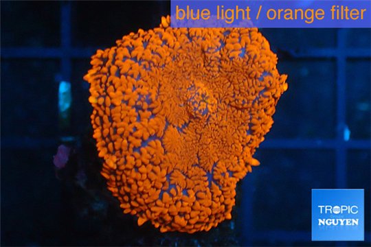 Rhodactis red blue superman 1 polyp WYSIWYG acclimaté