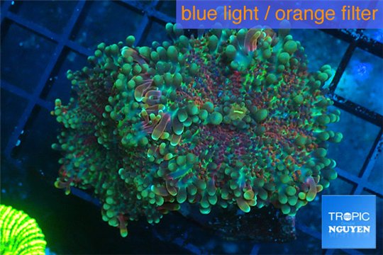 Ricordea yuma red green 2 polyps WYSIWYG acclimaté