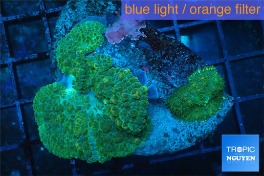 Rhodactis green golden 5-8 cm WYSIWYG acclimaté