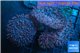 Rhodactis pinky long hair 8-10 cm WYSIWYG acclimaté