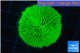 Fungia neon green 3-5 cm WYSIWYG acclimaté