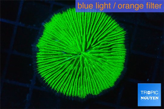 Fungia neon green 3-5 cm WYSIWYG acclimaté