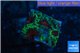 Favia red green monster 1-2 cm WYSIWYG acclimaté