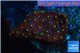 Leptastrea red & yellow polyps 2-4 cm WYSIWYG acclimaté