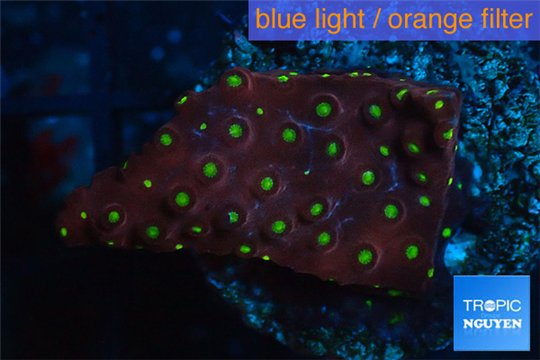 Leptastrea red & yellow polyps 2-4 cm WYSIWYG acclimaté