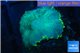 Rhodactis green fusion 1 polyp WYSIWYG acclimaté