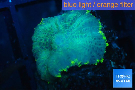 Rhodactis green fusion 1 polyp WYSIWYG acclimaté