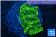 Platygyra joker green 2-3 cm WYSIWYG acclimaté