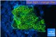 Platygyra joker green 2-3 cm WYSIWYG acclimaté