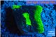 Echinophyllia pink gold 1-3 cm WYSIWYG acclimaté