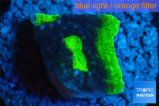 Echinophyllia pink gold 1-3 cm WYSIWYG acclimaté