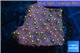 Leptastrea red & yellow polyps 2-4 cm WYSIWYG acclimaté