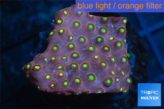 Leptastrea red & yellow polyps 2-4 cm WYSIWYG acclimaté