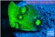 Echinophyllia ufo 2-3 cm WYSIWYG acclimaté