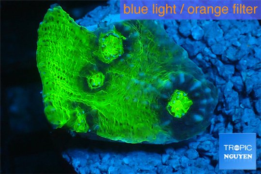 Echinophyllia ufo 2-3 cm WYSIWYG acclimaté