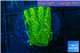 Platygyra joker green 2-3 cm WYSIWYG acclimaté