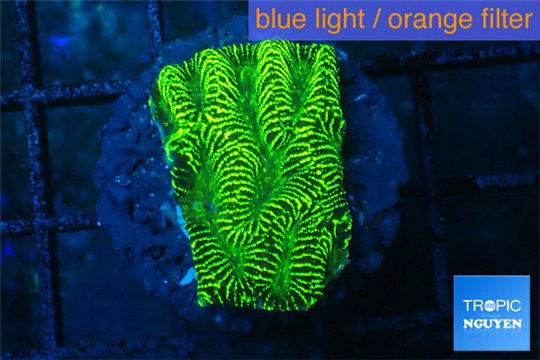 Platygyra joker green 2-3 cm WYSIWYG acclimaté