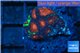 Favia red green monster 1-2 cm WYSIWYG acclimaté