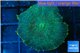 Rhodactis green golden 1 polyp WYSIWYG acclimaté