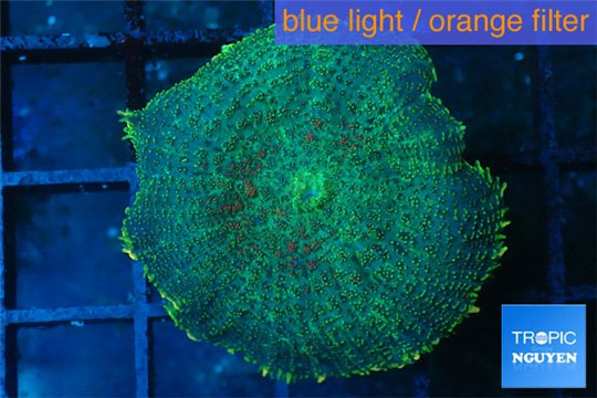 Rhodactis green golden 1 polyp WYSIWYG acclimaté
