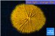 Fungia orange 3-5 cm WYSIWYG acclimaté