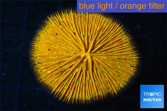 Fungia orange 3-5 cm WYSIWYG acclimaté