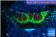 Favia red green monster 1-2 cm WYSIWYG acclimaté