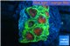 Favia red green monster 2-3 cm WYSIWYG acclimaté