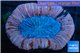 Trachyphyllia pink premium 4-6 cm WYSIWYG acclimaté