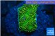 Platygyra joker green 2-3 cm WYSIWYG acclimaté