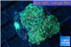 Discosoma golden marble 4 polyps WYSIWYG acclimaté