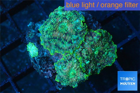 Discosoma golden marble 4 polyps WYSIWYG acclimaté