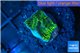 Platygyra joker green 1 cm WYSIWYG acclimaté