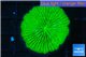 Fungia neon green 3-5 cm WYSIWYG acclimaté