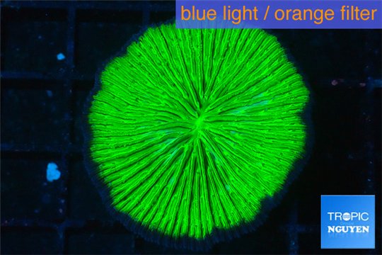 Fungia neon green 3-5 cm WYSIWYG acclimaté
