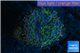 Ricordea yuma green lizard 2 polyps WYSIWYG acclimaté