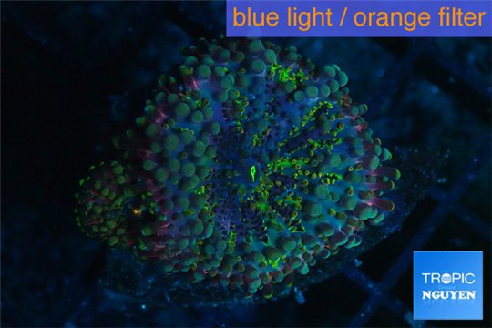 Ricordea yuma green lizard 2 polyps WYSIWYG acclimaté