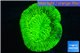 Trachyphyllia neon green 3-5 cm WYSIWYG acclimaté