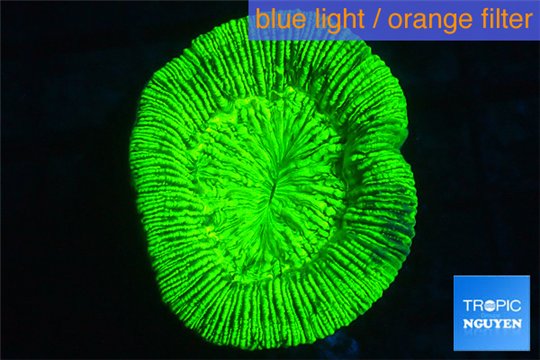 Trachyphyllia neon green 3-5 cm WYSIWYG acclimaté