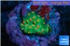 Leptastrea green & orange 1-2 cm WYSIWYG acclimaté